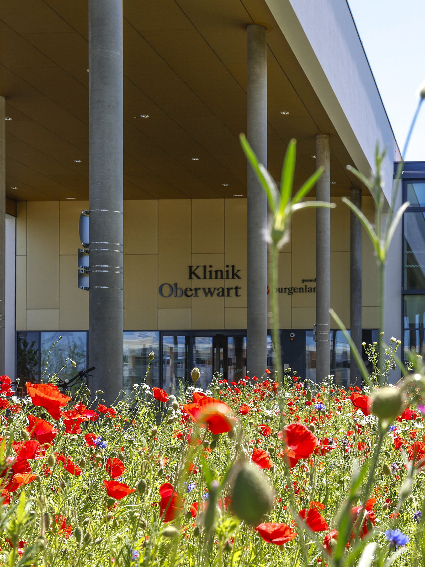 Klinik Oberwart Eingang im Hintergrund mit Blumen im Vordergrund